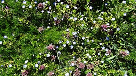 Banner Kräuterworkshop im biogartl