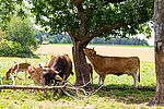 Logo Ferienprogramm: Bio-Bauernhof-Expedition