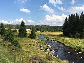 Banner Musikalische Wanderung. Zwischen Moos und Mittagsonne