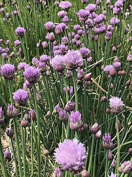 Banner Kräuterworkshop im biogartl