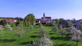 Banner Baumschnitt in Obstwiese