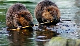 Banner Naturerlebnis Wanderung - Der Biber an der Kollbach 