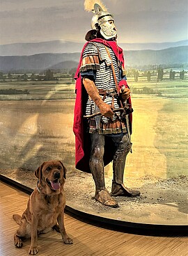 Banner Hundetag - Mit dem Hund ins Museum
