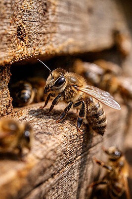 Banner Die Faszination der Honigbiene