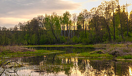 Banner Wanderung Naturerlebnis - Biotope Kollbach- und Vilsaue – Lerchenspornblüte