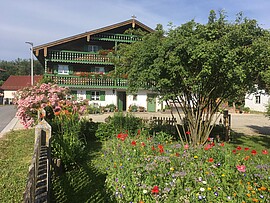 Banner Schwammerlessen