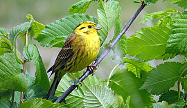Banner Wanderung Naturerlebnis - Heimische Vogelstimmenwanderung bei Münchsdorf